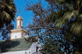 Image du Maroc Professionnelle de  Le minaret et le toit de la plus ancienne mosquée de Ould El Hamra située sur le Boulevard des Almohades. Cette voie arraché à la mer depuis un siècle a permis aussi la création d'un espace vert doté d'arbres adossé à la muraille qui clôturait la Médina de Casablanca, Vendredi 29 Septembre 2017. (Photo / Abdeljalil Bounhar)

